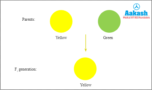 Production of yellow seeds in the F1 generation