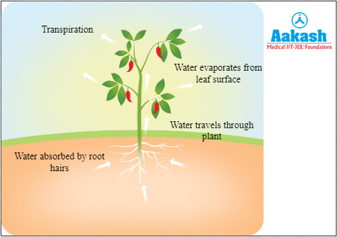 Transport in plants