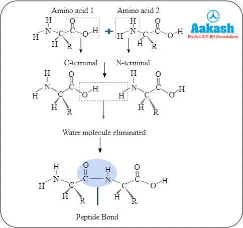 Formation of peptide bond