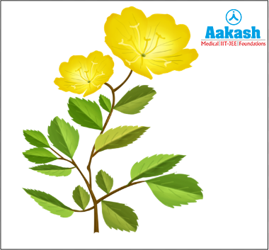 Evening Primrose or Oenothera lamarckiana