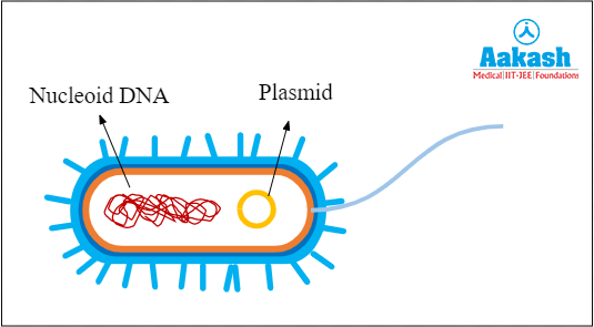 Salmonella typhimurium