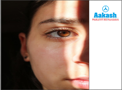 Collagen protein in the skin