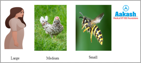 Types of omnivores based on size