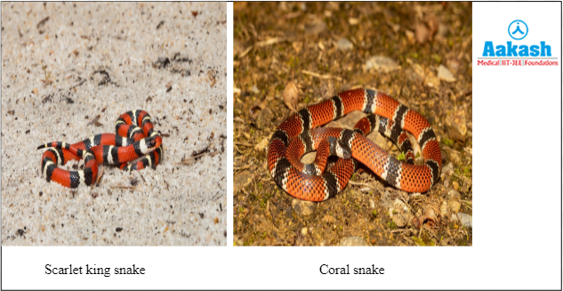 Scarlet snake mimicking the coral snake in pattern