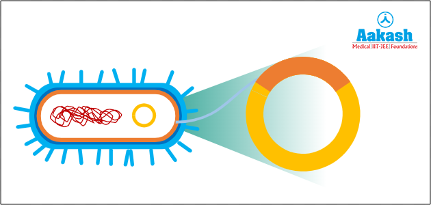 Salmonella typhimurium with antibiotic resistance gene
