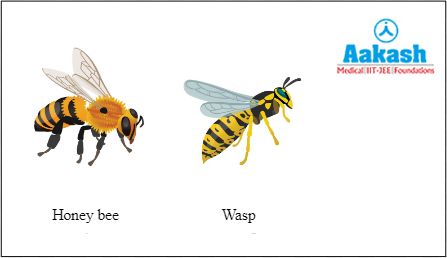 Bee and wasp