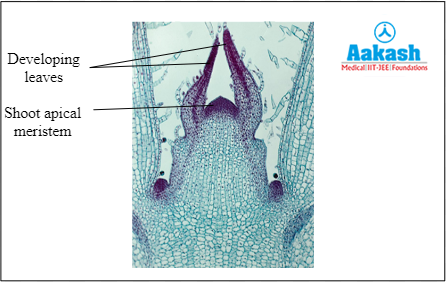 Position of shoot apical meristem