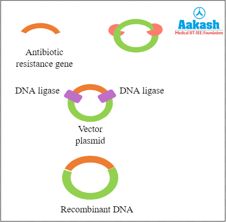 Formation of rDNA