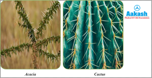Spines in plants