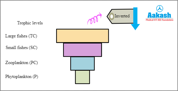  Pyramid of biomass in aquatic ecosystem