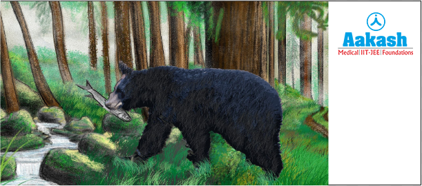 American black bear