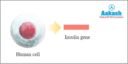 Insulin extraction from human cell