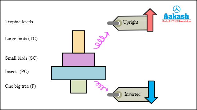 Pyramid of numbers in a big tree ecosystem