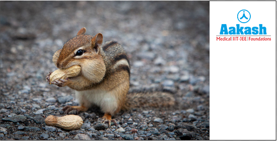 Chipmunk