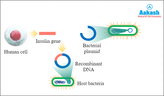 rDNA is introduced into the host organism