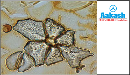 Phytoliths in plant tissue