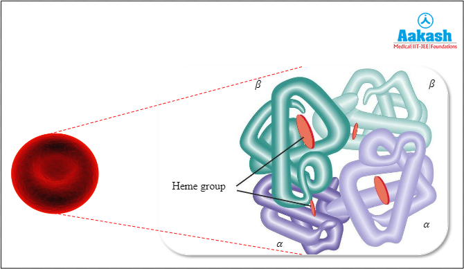 Haemoglobin in RBCs