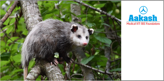 Opossum