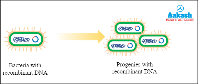 Transfer of rDNA into progenies