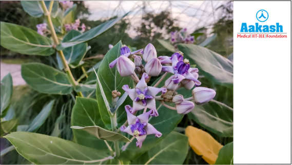 Calotropis plant