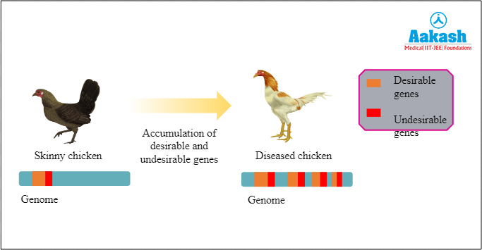 Accumulation of undesirable genes