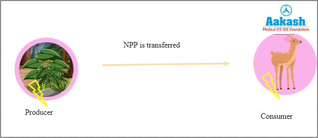 Transfer of energy from producers to consumer