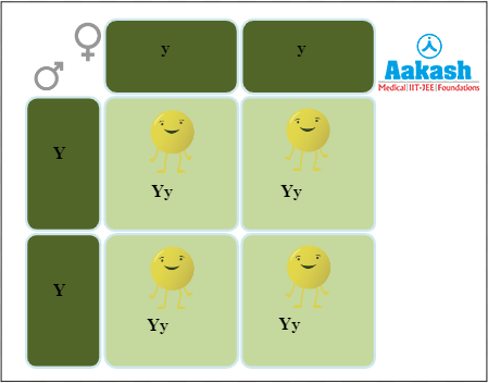 Segregation of alleles in the F2 generation
