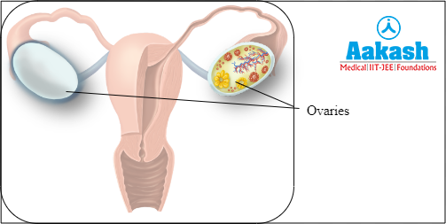 Ovaries