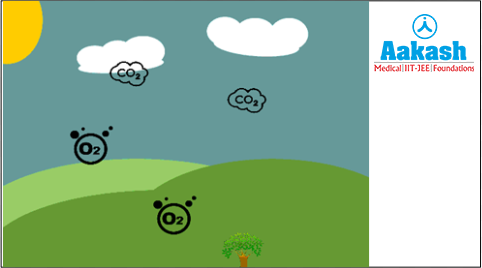 Role of plants in our environment