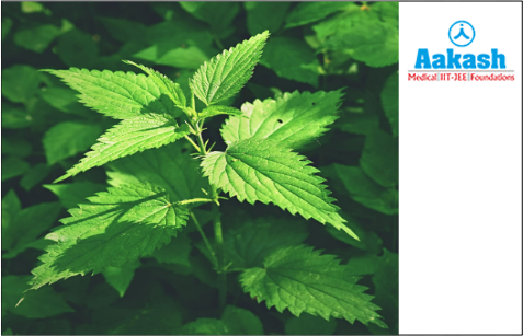 Stinging nettle plant