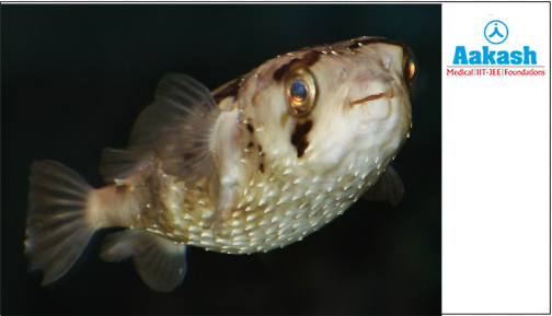 Porcupine fish