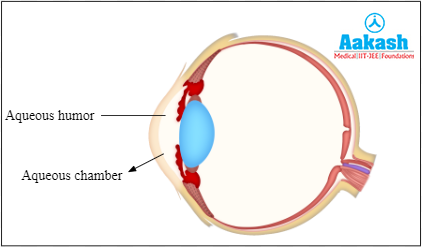 Aqueous chamber Diagram