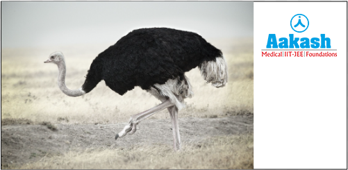 Ostrich