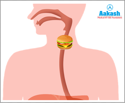 Movement of food in the alimentary canal