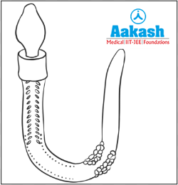 Bilateral symmetry in hemichordates
