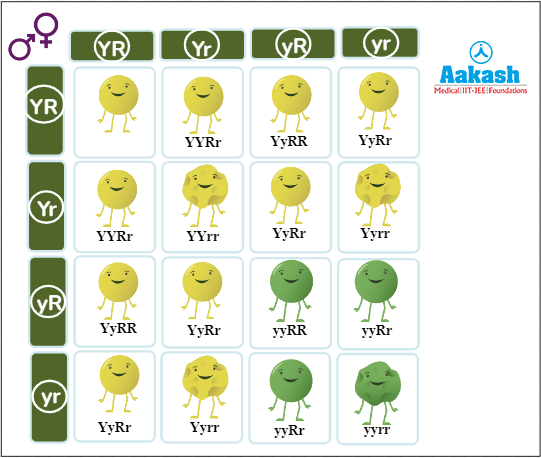 Segregation of alleles in the F2 generation of dihybrid cross