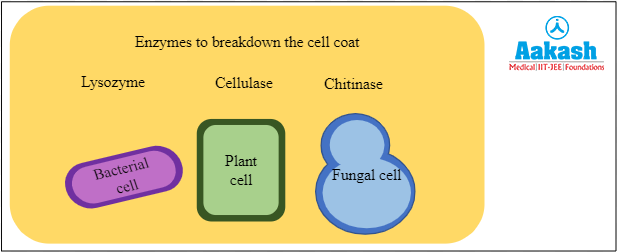 Different enzymes to break different cell coats