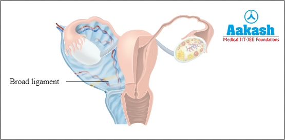 Broad ligament