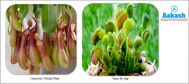 Carnivorous plants