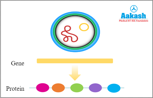 Protein produced by an organism with their normal genes