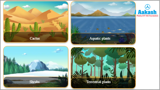 Variation in plant productivity in different ecosystems