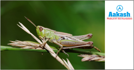 Camouflage in grasshopper