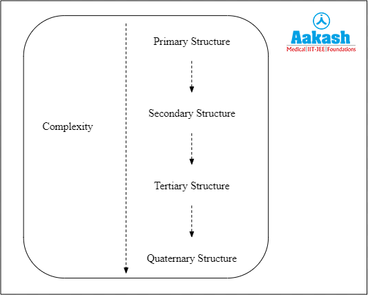 Four levels of organisation of protein structure