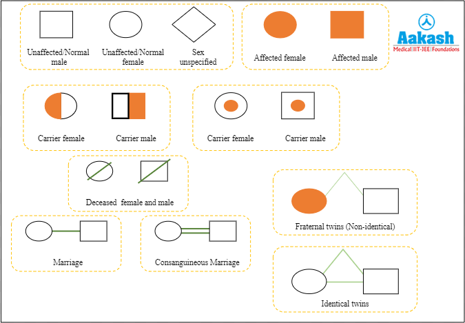 Common symbols used in pedigree analysis