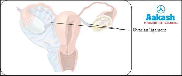 Ovarian ligament