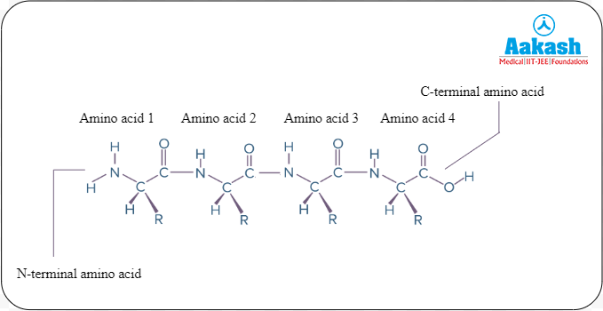 Primary structure of a protein