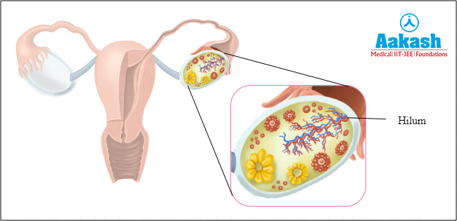 Hilum