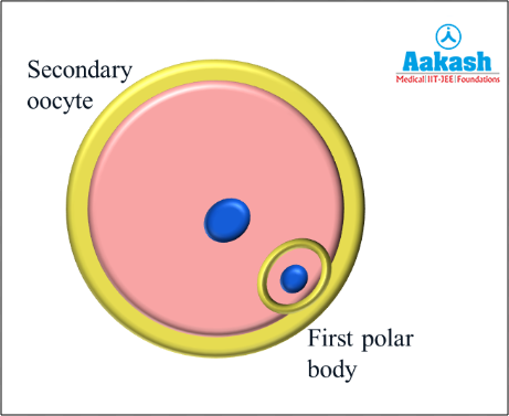 Secondary oocyte and first polar body
