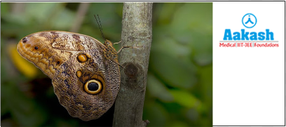 Camouflage in owl butterfly