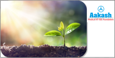 Leaves exposed to sunlight